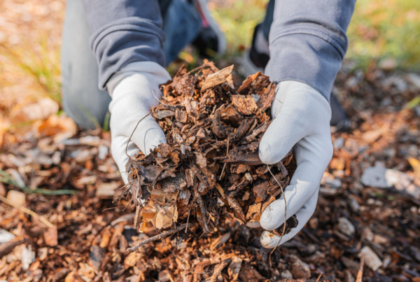 Effortless Gardening and Mulching Tips for The Woodlands, Texas