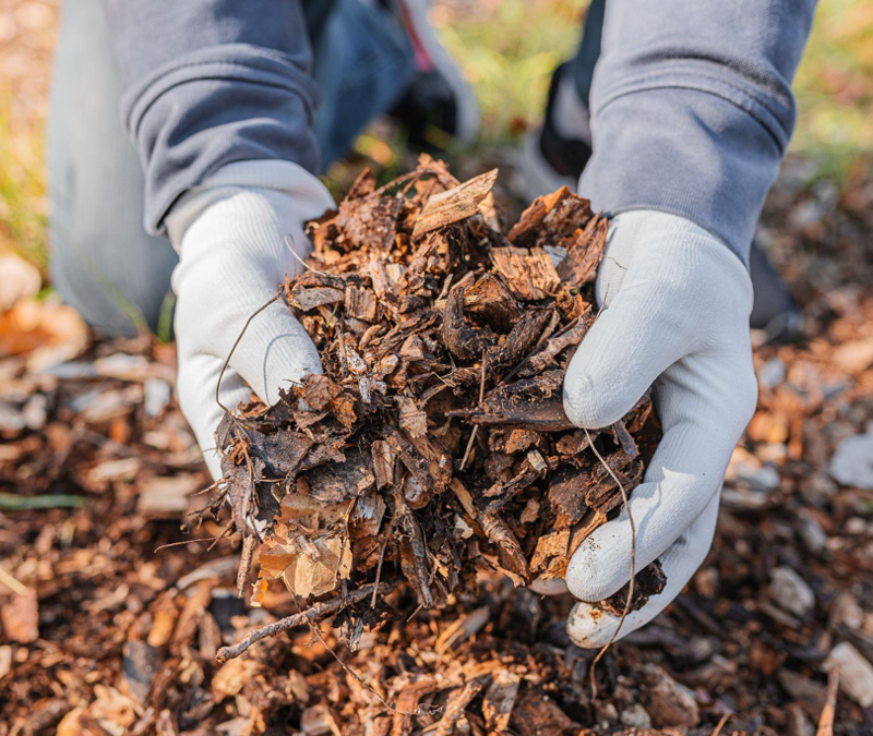 Effortless Gardening and Mulching Tips for The Woodlands, Texas