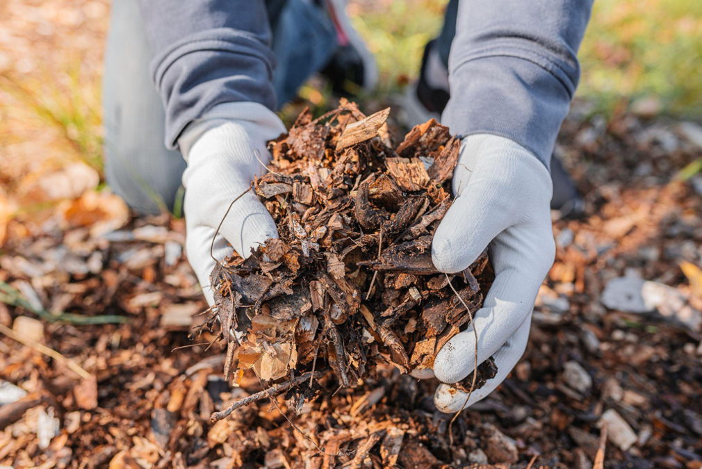 Growing Easy: Effortless Gardening and Mulching Tips for The Woodlands, Texas