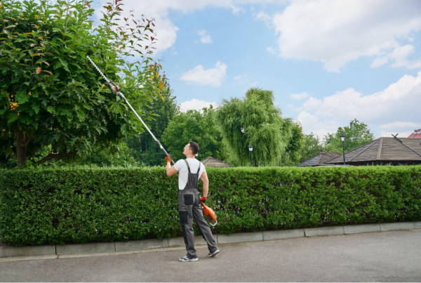 The Art of Autumn- Tree Trimming Tips for Spring, Texas