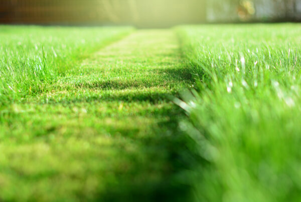 Lawn Care Services in Spring, TX