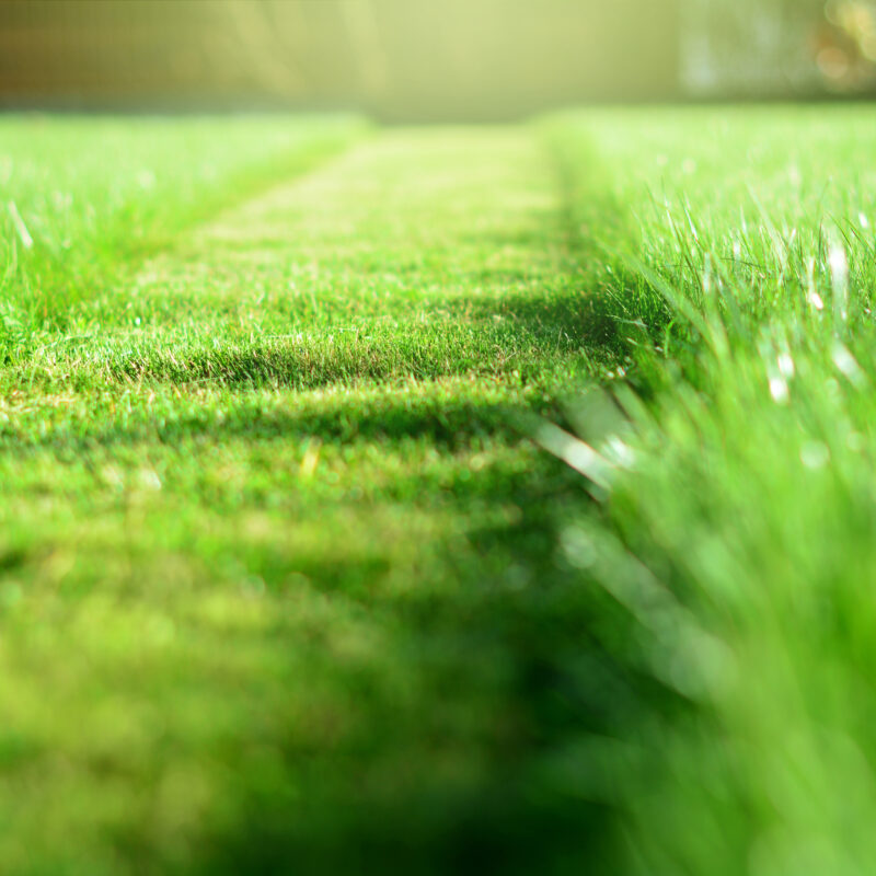 Lawn Care Services in Spring, TX