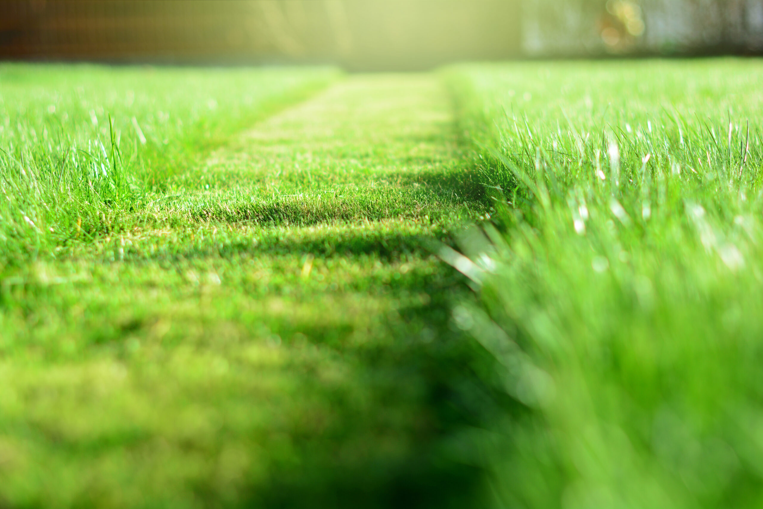 Achieving Garden Grandeur: Top Lawn Care Services in Spring, TX