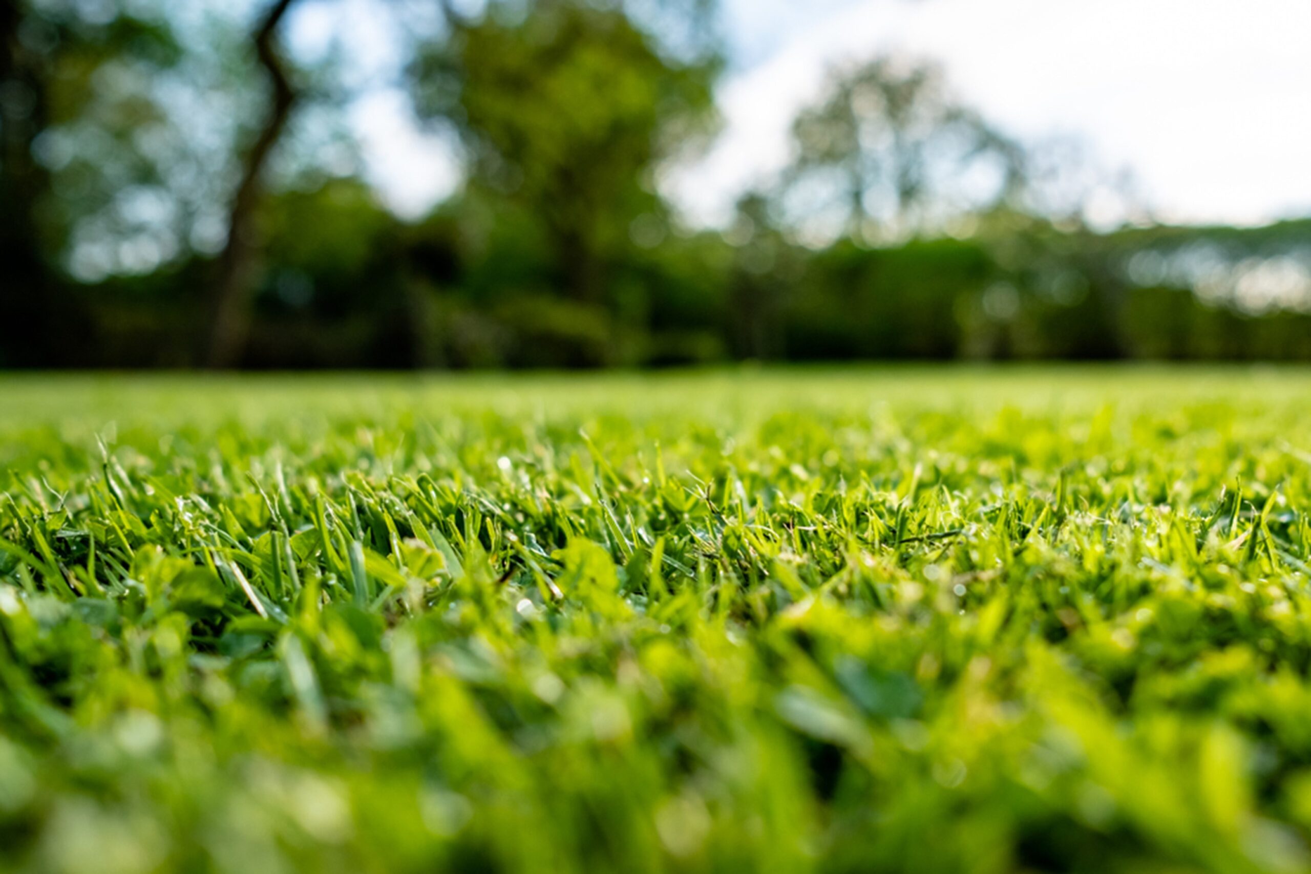 Expert Lawn Care Services in Spring, Texas