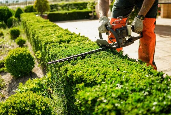 Lawn Maintenance in The Woodlands