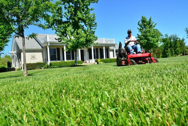 healthy lawns